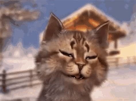com has been translated based on your browser's language setting. . Meow gifs